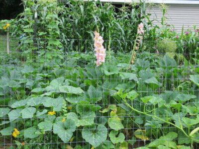 Intensive Gardening Basics for a Huge Vegetable Harvest Image